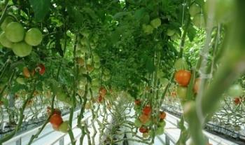 Organiza Agricultura foros virtuales sobre actualización de lineamientos para la producción orgánica