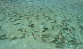 Siembra Conapesca un millón de crías de tilapia en la presa el Comedero