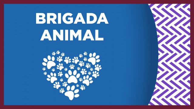 1215: En una acción de solidaridad ante la actual emergencia sanitaria, la Brigada de Vigilancia Animal de la SSC, recibió una importante donación de alimentos y medicinas para animales de compañía