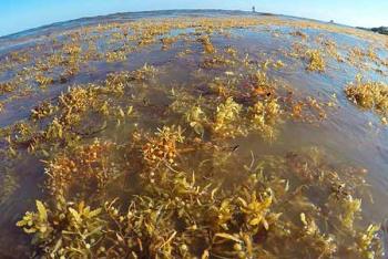 Contiene sargazo elementos dañinos para humanos y ecosistemas marinos