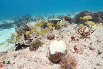 Síndrome blanco, amenaza para la integridad ecológica del Caribe mexicano
