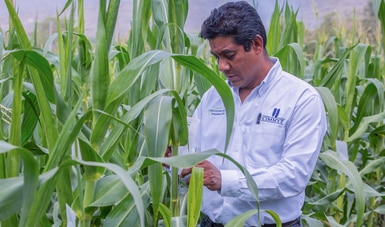 Impulsan Agricultura y CIMMYT la ciencia al servicio de los productores, a través de plataformas de investigación