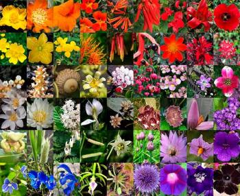Aparición de las plantas con flor cambió la faz de la Tierra, revela estudio de la UNAM