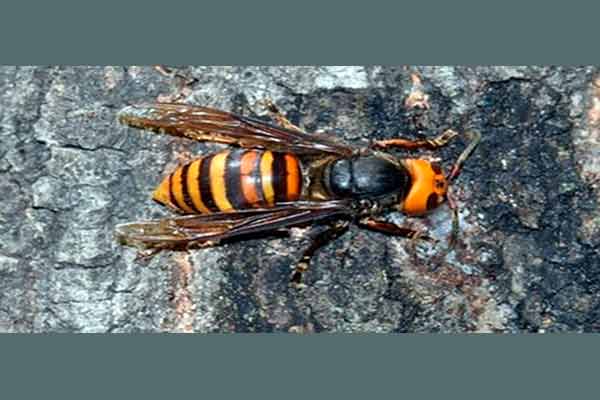 Importante distinguir al avispón gigante asiático de otras especies de avispas y abejas nativas