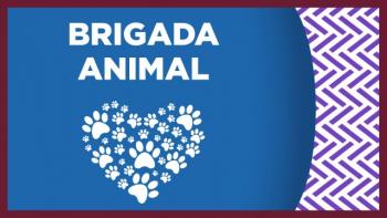 Un can que cayó en una barranca en Xochimilco fue rescatado por personal de la Brigada de Vigilancia Animal de la SSC