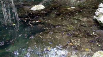Urge reglamentar actividades humanas para proteger recursos naturales de Yucatán