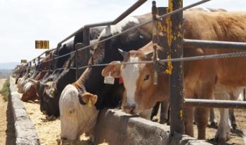Prepara Agricultura a ganaderos de Zacatecas para exportar carne de res a China