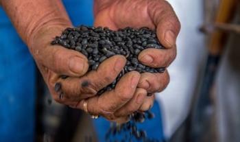 Desarrolla INIFAP variedad mejorada del frijol, con alto rendimiento para el sur sureste mexicano