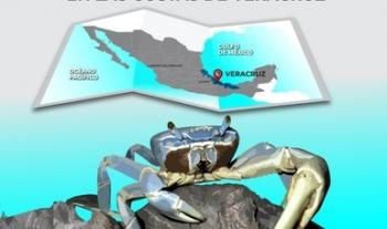 Establece Agricultura veda temporal para pesca comercial de cangrejo azul en las costas de Veracruz