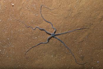 Estudio inédito documenta rasgos de especie marina endémica en cueva