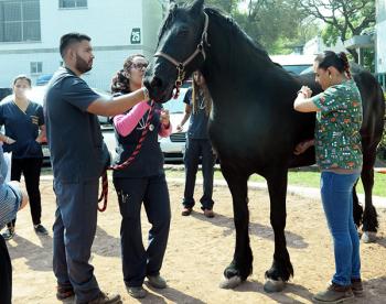 Veterinarios, esenciales para la salud humana