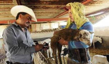 Contribuyen veterinarios mexicanos a producción y exportación de proteína animal y a fortalecer seguridad alimentaria