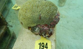 Logra Inapesca segundo desove de coral en cautiverio, como parte del proyecto de restauración de arrecifes coralinos