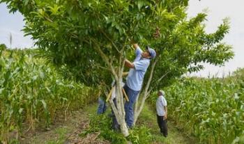 El sistema Milpa Intercalado con Árboles Frutales (MIAF) incrementa ingresos a productores y mitiga cambio climático: INIFAP