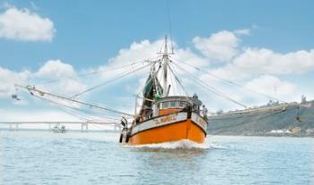 Actualizan períodos de veda de camarón en el Golfo de México y el mar Caribe