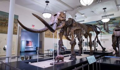 Estudio internacional prueba que los mastodontes americanos migraban entre norte y sur para adaptarse al clima del continente