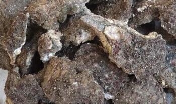 Inicia hoy temporada de pesca de ostión de piedra en el litoral del océano Pacífico