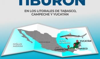 Se levanta veda de tiburón en los litorales de Tabasco, Campeche y Yucatán