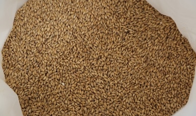 Firma SNICS convenio de semilla certificada con industria cervecera