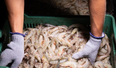 Registran pescadores ribereños captura de 290.15 toneladas en el primer día de zafra camaronera