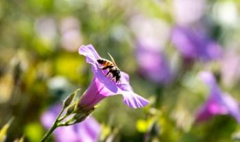 Fortalece el Gobierno de México acciones para la conservación de los polinizadores