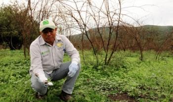Reconoce FAO a México y países latinoamericanos por abasto de alimentos durante contingencia sanitaria