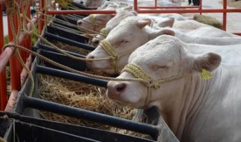 Creció seis por ciento exportación mexicana de ganado bovino a Estados Unidos