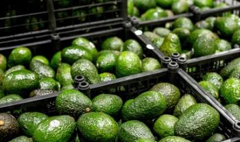 Declara Agricultura a regiones de Michoacán, Estado de México y Guerrero como zonas libres de plagas del aguacatero