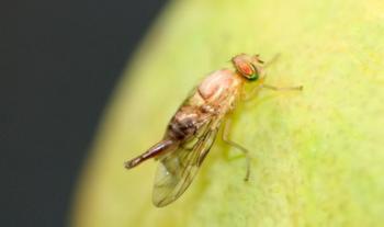 Invierte Agricultura en la protección de la producción hortofrutícola nacional; se protege a más de 720 mil has agrícolas
