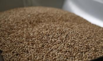 Aumenta superávit agroalimentario 30.91 % a agosto