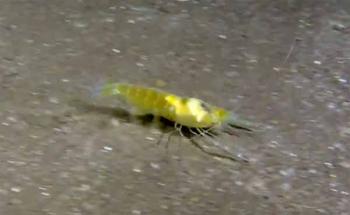 Camarones ciegos se dividen nichos para su supervivencia