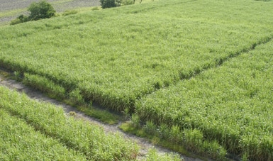 Impulsa Agricultura modelo de transición bioenergética con los excedentes de la caña de azúcar en el país