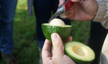 Fortalecen Agricultura y productores-exportadores de aguacate medidas sanitarias para consolidar mercado de Japón