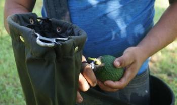 Declara Agricultura libre de los barrenadores del aguacate a 66 municipios de siete entidades