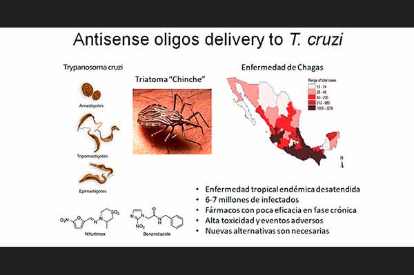 Diseñan nanopartículas para infectar al parásito que causa la enfermedad de Chagas
