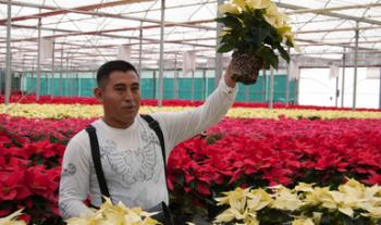 A pesar de la pandemia, productores garantizan el abasto nacional de flor de Nochebuena: Agricultura