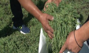 Alistan productores de romeritos producción suficiente para abastecer demanda