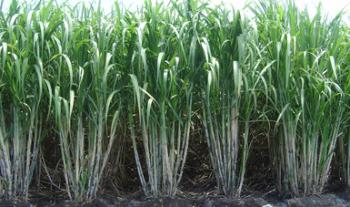 Impulsa Agricultura paquete de acciones para activar actividades de productores agropecuarios y acuícolas afectados en Tabasco
