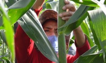 Impulsan Escuelas Campesinas para el desarrollo de capacidades en comunidades rurales e indígenas