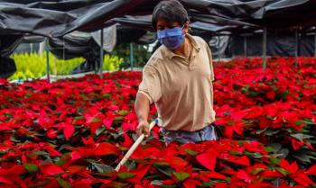 Reporta Gobierno capitalino venta de cerca de 1.6 millones de nochebuenas mediante directorio de productores