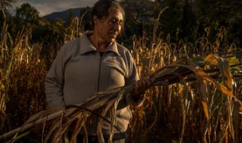 Pone en marcha Gobierno de México el Programa Especial Concurrente para el Desarrollo Rural Sustentable 2020-2024