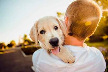 Dieta de alimentos crudos para animales de casa provoca salmonela y amibas