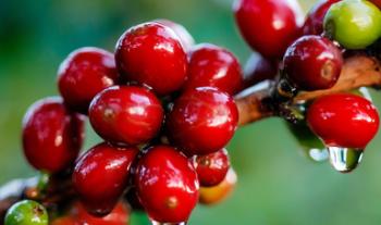 Desarrolla Agricultura acciones fitosanitarias en 11 estados productores de café