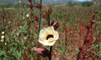 Desarrolló INIFAP variedades mejoradas de flor de jamaica; a los productores les genera cosechas más rentables y competitivas