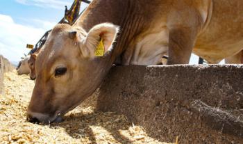 Destaca México a nivel mundial como productor de proteína animal