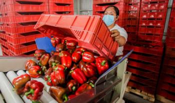 Aumentan 5% exportaciones agropecuarias y pesqueras del país en marzo de 2021