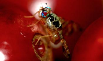 Acciones sanitarias de erradicación de la mosca del Mediterráneo protegen 1.9 millones de hectáreas de cultivos hortofrutícolas