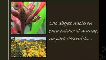 Abejas, indicadores de la salud del planeta