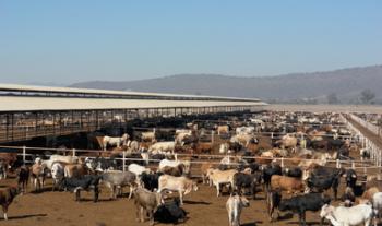 Repunta exportación de ganado en pie a Estados Unidos