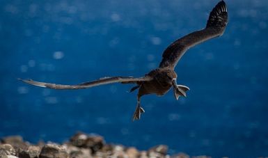 Vuela primer albatros de patas negras, del proyecto de repoblamiento 